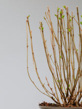 products/SotoProductShootLowQ-1947.jpg